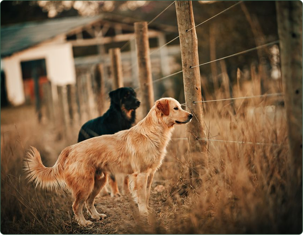 Trusted by dog owners from Vancouver to Halifax